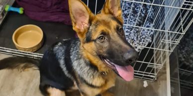 A German Shepherd sat outside his crate. depicts the crate training at Bowland k9 Training