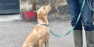 Labrador puppy in a sit focusing on its owner