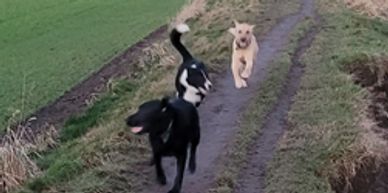 3 dogs running happily down a track.
