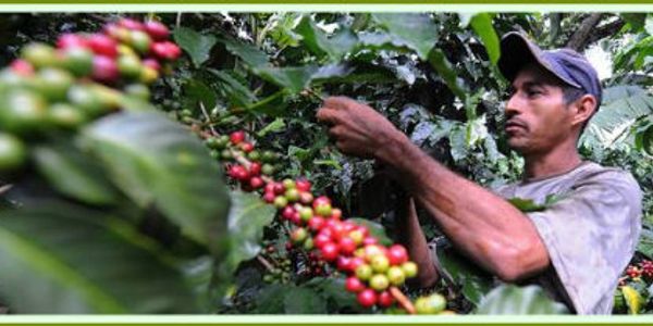 A man harvesting ripe coffee cherries on a coffee plant.