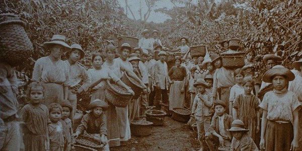 A large group of workers, including children, harvesting crops in a field.