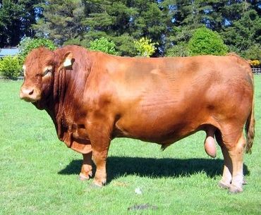 Torr Downs Marvel 3
South Devon