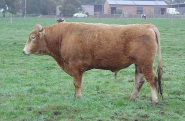 Ashwood Park fx0013
Akaushi Wagyu