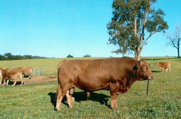 TWA Kotsukari
Akaushi Wagyu