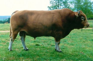 Ashwood Park Verile
Akaushi Wagyu