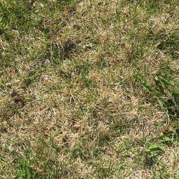 CGM LawnCare & Landscaping