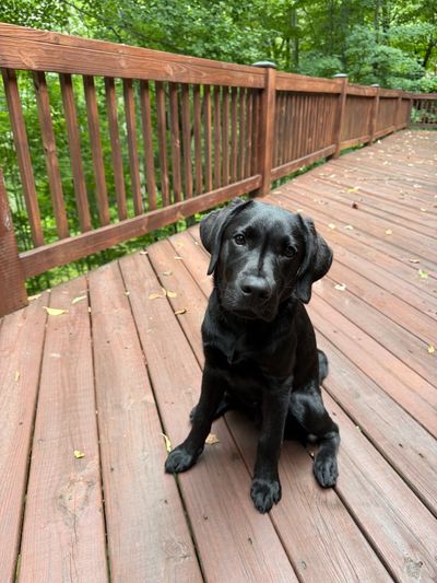 Black Labrador puppy sitting on wooden deck.