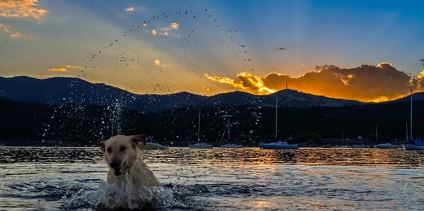 Serenity, Joyfully Shattered