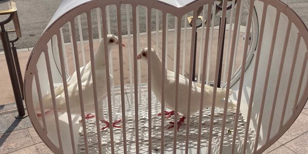 white doves weddings. dove release prices