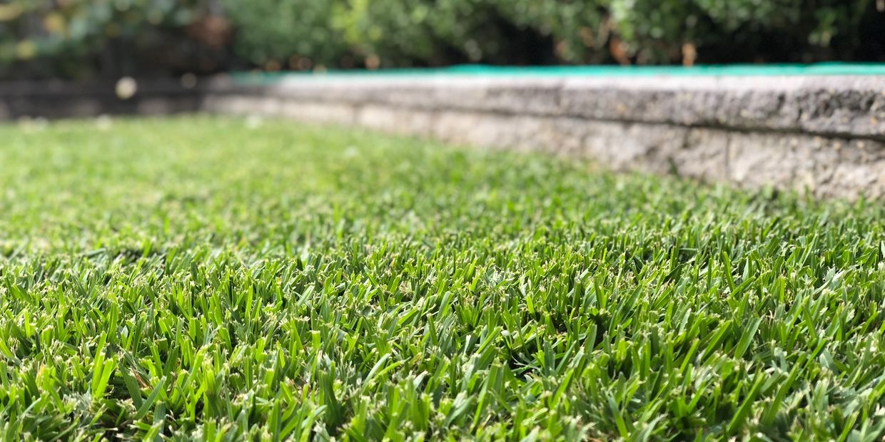 beautiful sir walter installed by Sydney turf installers in Blacktown