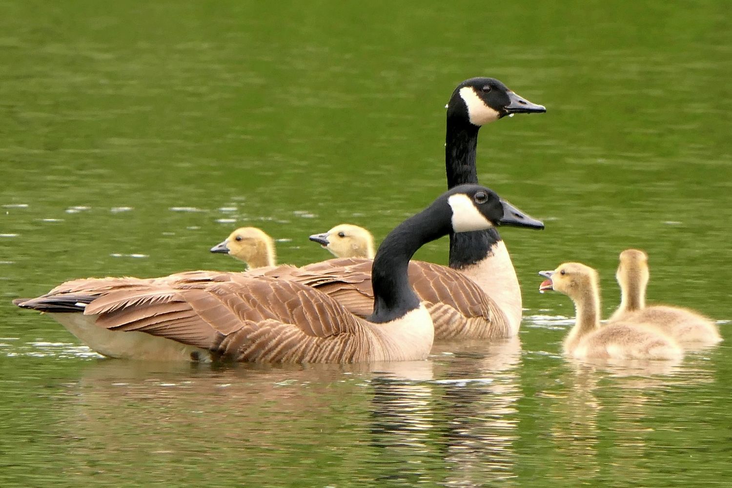 Mom and Dad Canadian Geese with Goslings
Thank You Patti Black!