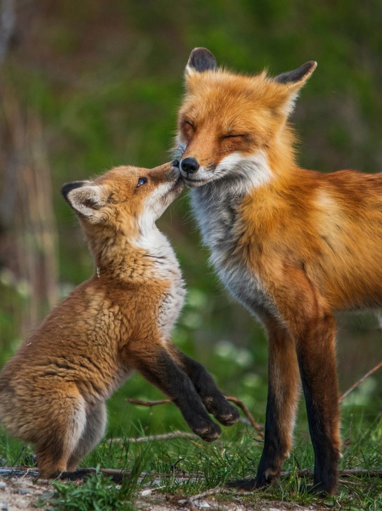 Mother and Kit Fox
- Jeremy Hynes