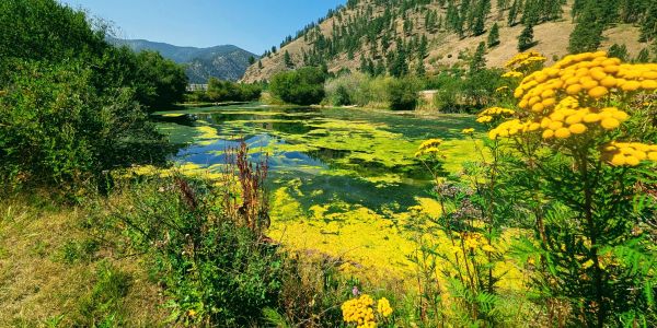 A pond with yellow flowers and green algae in a mountainous area.