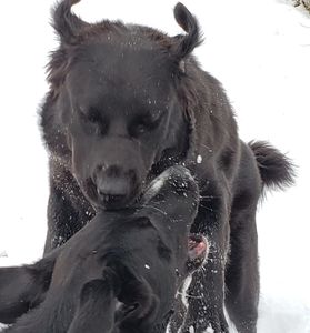 Biscuit and Chippy second year playing in the snow.