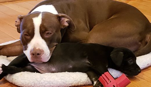 Freedom and Lexi resting together after play time.