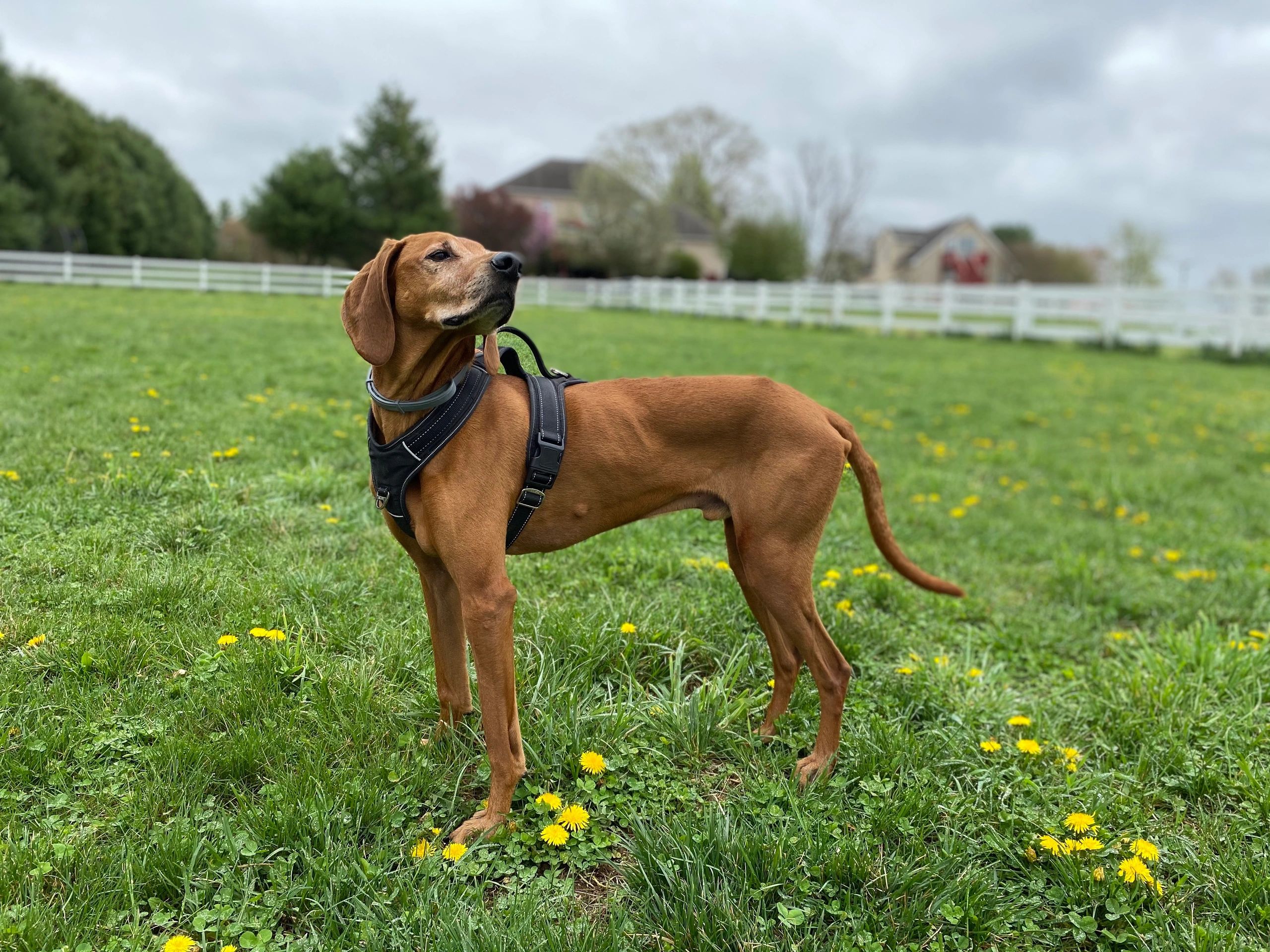 Dog boarding clearance near home