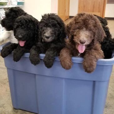 Some of our standard poodles in Minnesota