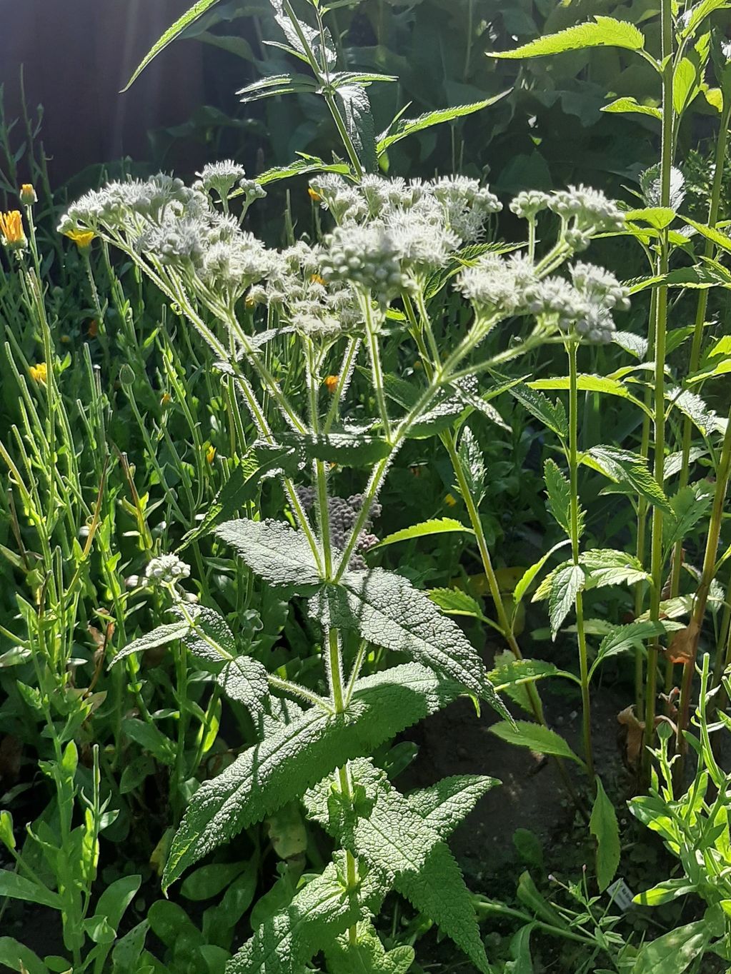 Boneset- Eupatorium perfoliatum