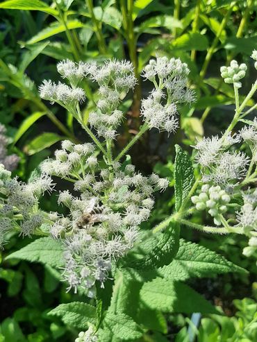 boneset