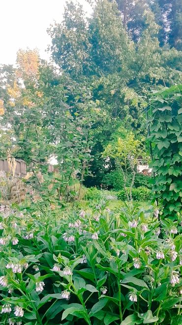 comfrey herbs herbal herbalist garden