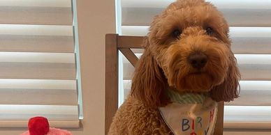 Red goldendoodle dog with brown nose and long ears wearing a birthday bandana around his neck
