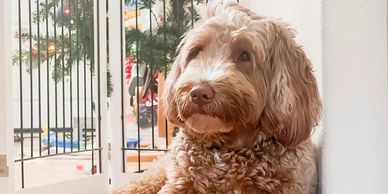 Curly-haired dog resting indoors near a gate with a thoughtful expression.