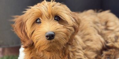 Brown goldendoodle puppy laying down with black nose and expressive eyes looking straight into the c