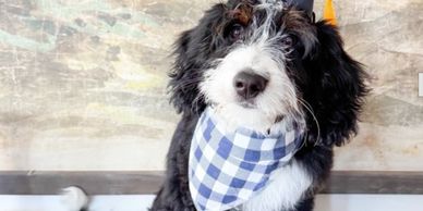 Black and white fluffy bernedoodle with graduation cap on and blue and white checkered bandana aroun