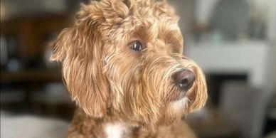 Close-up of a fluffy brown dog looking to the side.