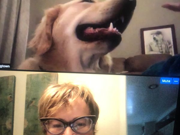 animal communication session with labrador sending intuitive messages to Liz Murdoch