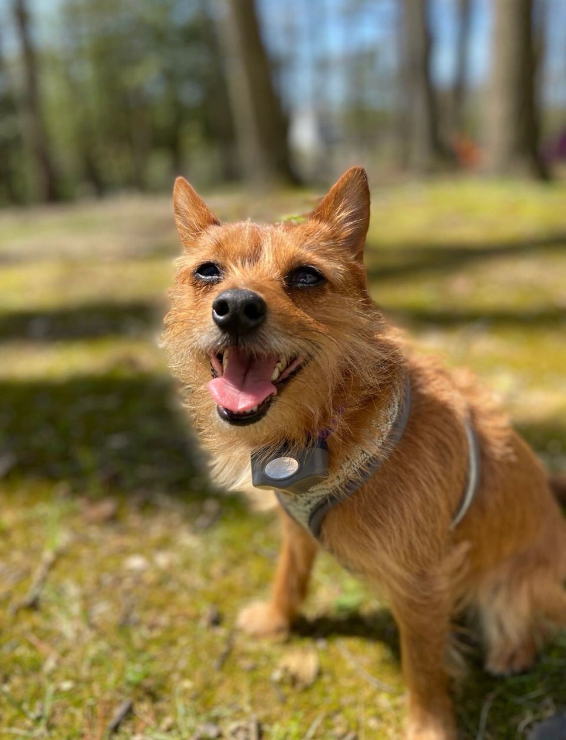 Hazel the terrier rescue dog chats with Liz Murdoch, Intuitive Animal Communicator/Dog Whisperer.