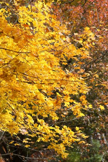 Christopher LeClaire Photography. Yellow sugar maple fall leaves. Cape Cod folliage sugar maples.