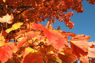 LeClaire Photography. Chris LeClaire, Maple Leafs, Sugar maple tree, orange and yellow leaves tree