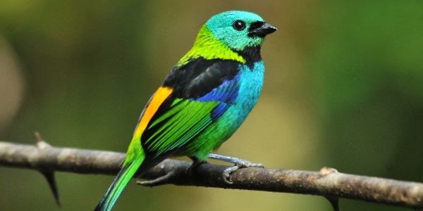 Tangará de Toque Toque Grande