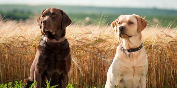 Two Labrador retrievers in a field.