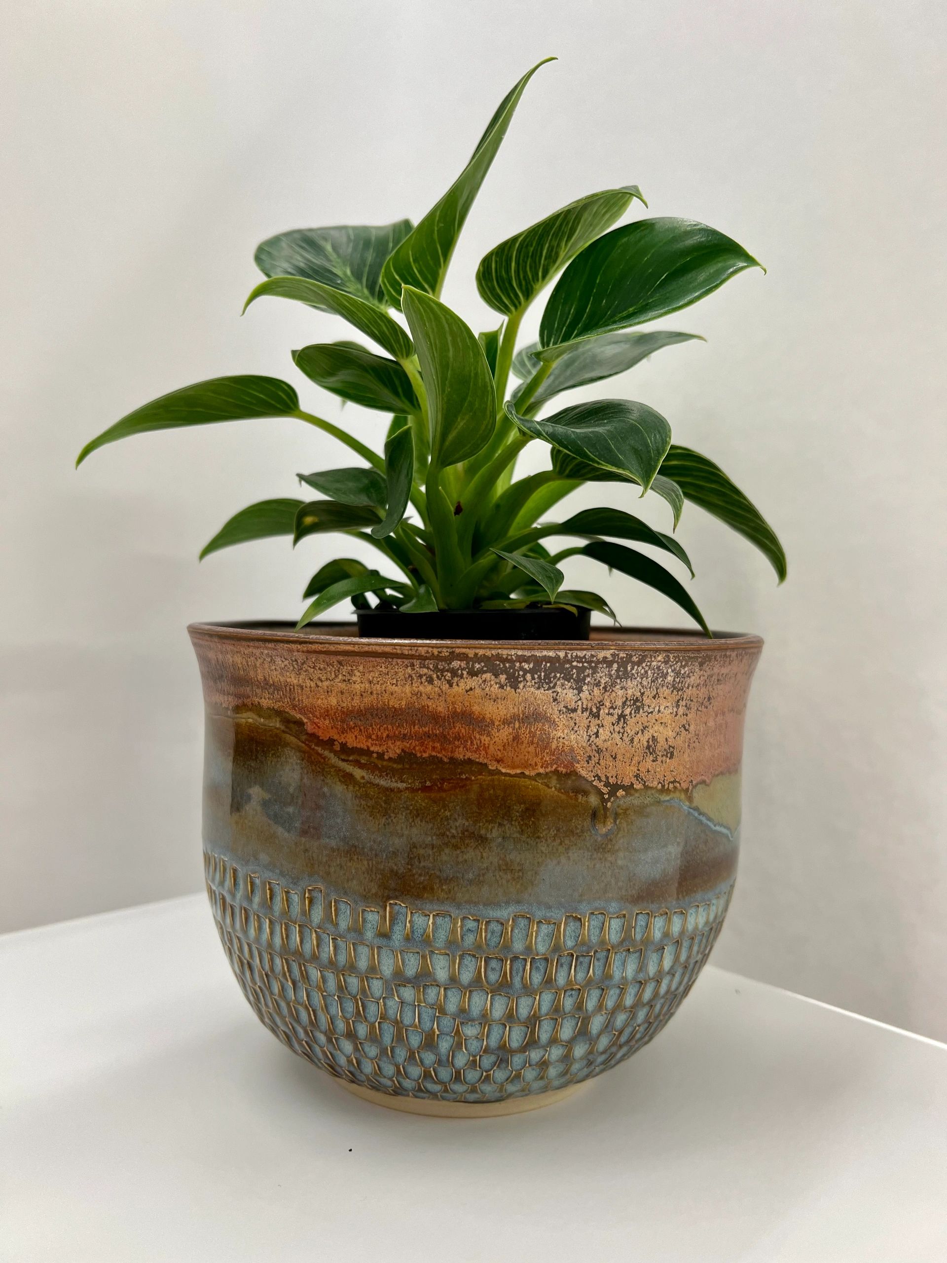 New Member Highlight: Lisa Minetti