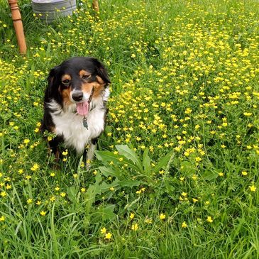 our mini-Aussie mascot fur baby since 2018