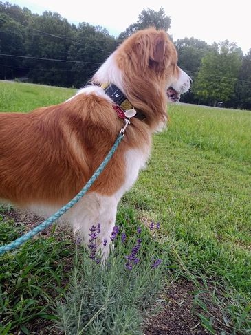 On Valentine's Day 2/14/21 I brought home the adorable puppy, "Val Kilmer" He is Mattie's pet :-)