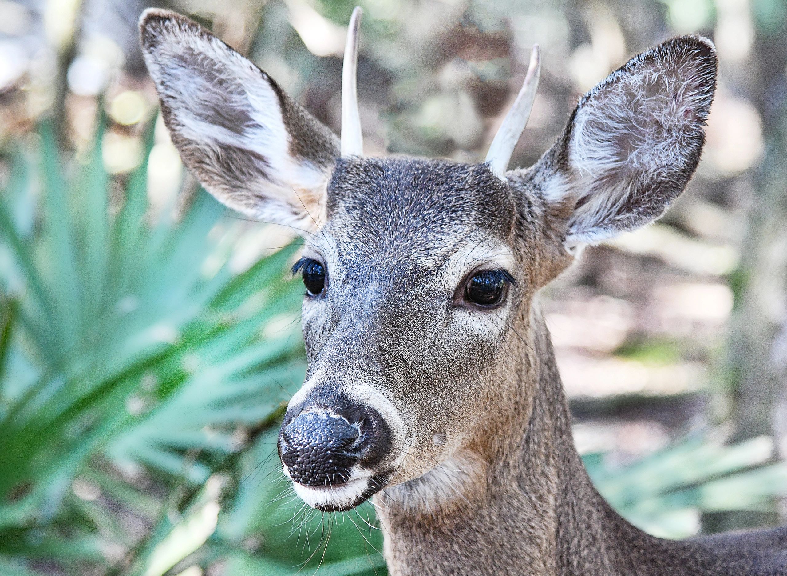 SERVICES ALL PAWS ANIMAL RESCUE & SANCTUARY, INC.