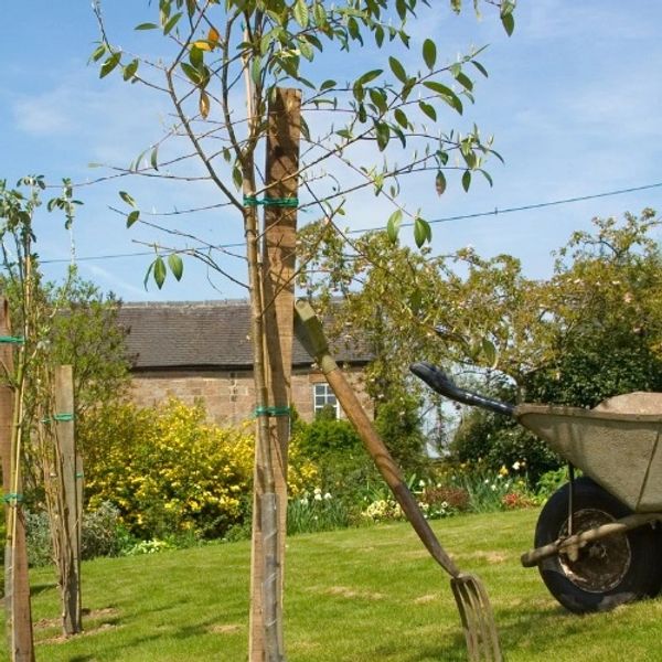 Young tree supported by stakes in a garden with gardening tools.