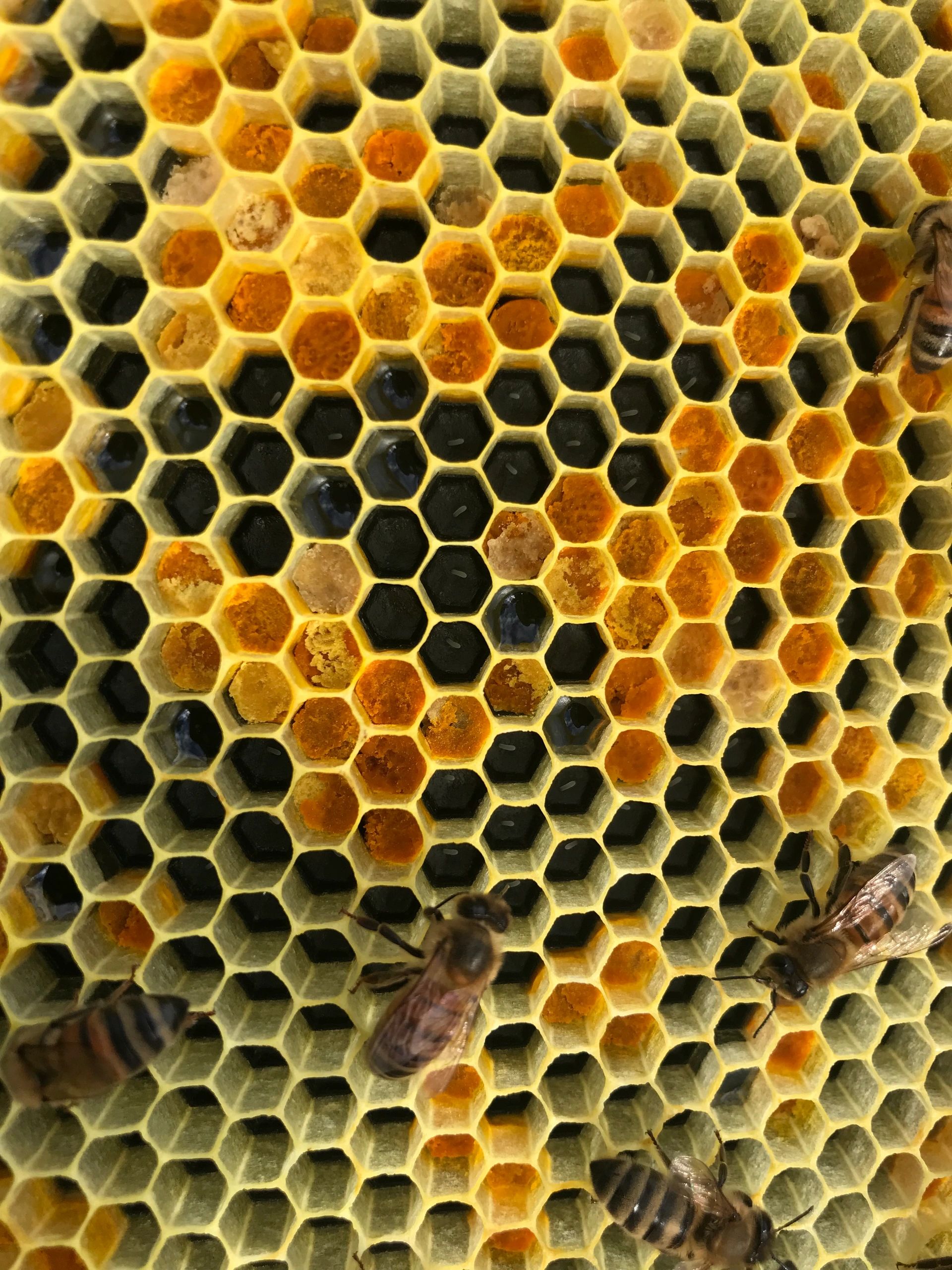 About | Sierra's Bees