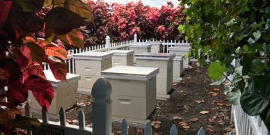 private backyard or country club apiary for keeping bees