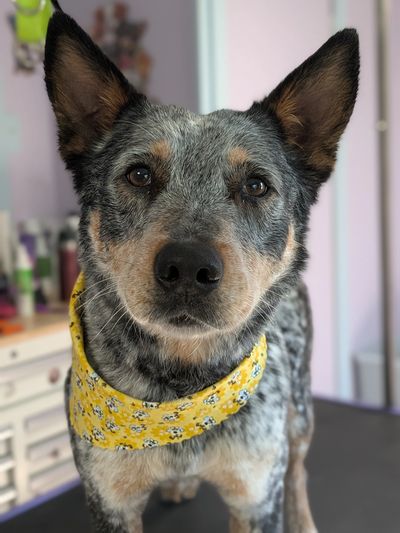 Close-up of a dog wearing a yellow bandana.