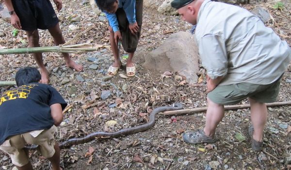 two cobras came into camp and were beheaded by Zak