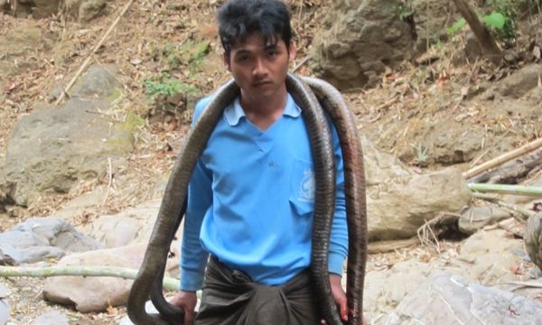 two dead cobras for dinner tonight.