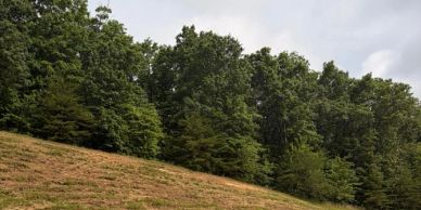 A grassy hill with dense green trees under a cloudy sky.