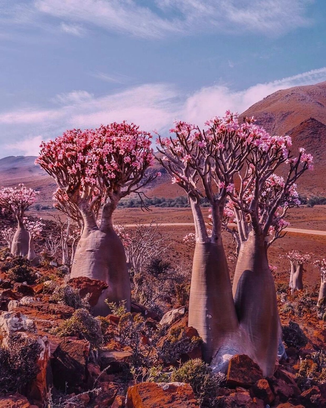 Image credit hobopeeba