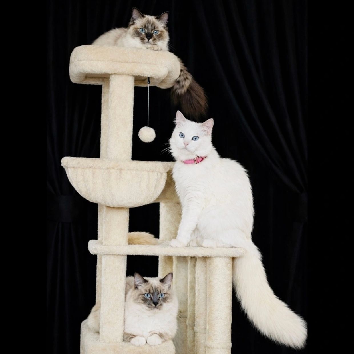 Three fluffy cats with blue eyes on a beige cat tree against a black backdrop.