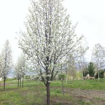 Chanticleer Pear Tree