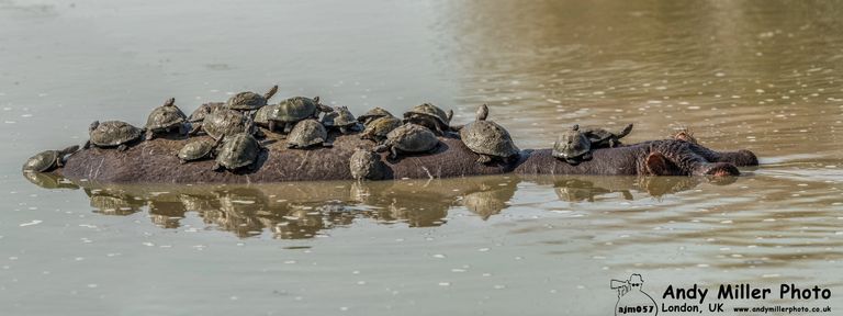 Hippo
